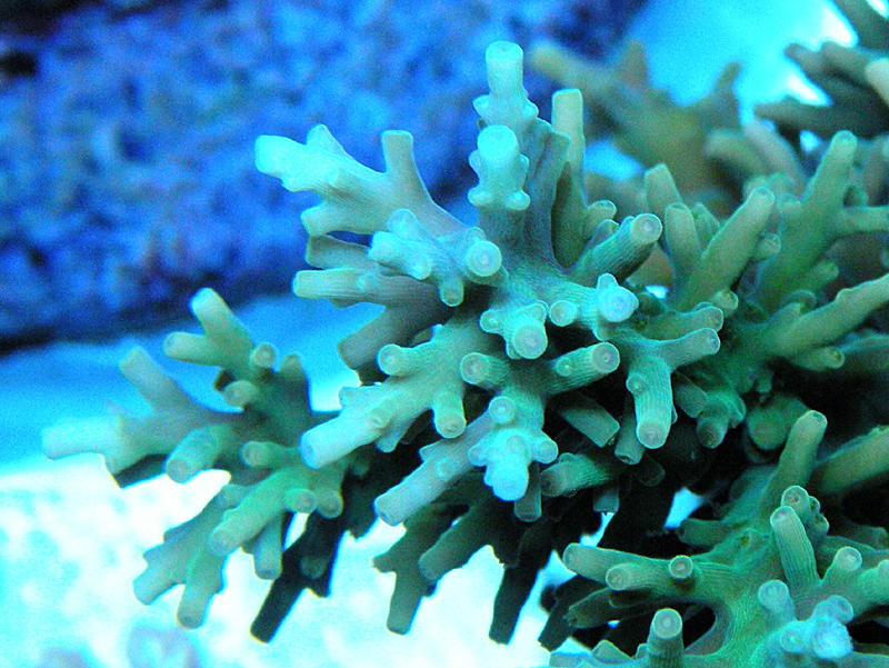 Acropora Awi