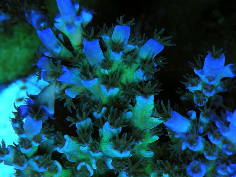 Acropora_subulata_5_lg.jpg